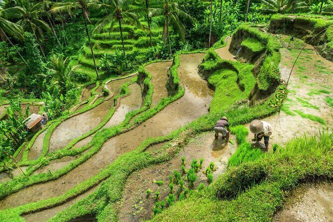 Balinese Ritual Purification Tour - Who Will Love This Tour?