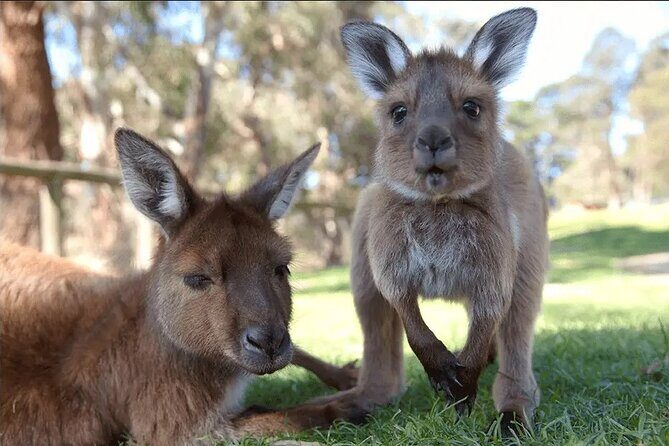 Ballarat Animals and Gold Rush Sovereign Hill Tour - Who Should Consider This Tour