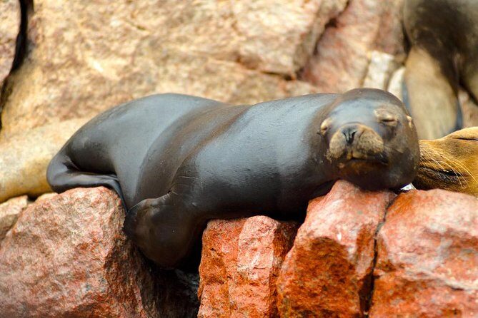 Ballestas and Paracas from Lima by bus - Exploring the Tour in Detail