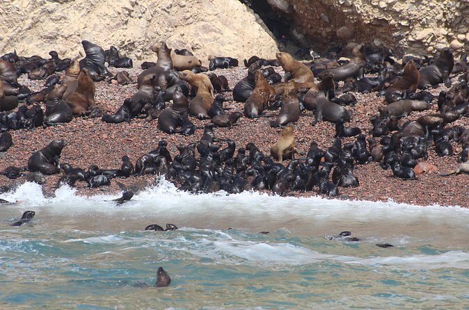 Ballestas Island Tour Sightseeing Boat - Starting Point and Duration