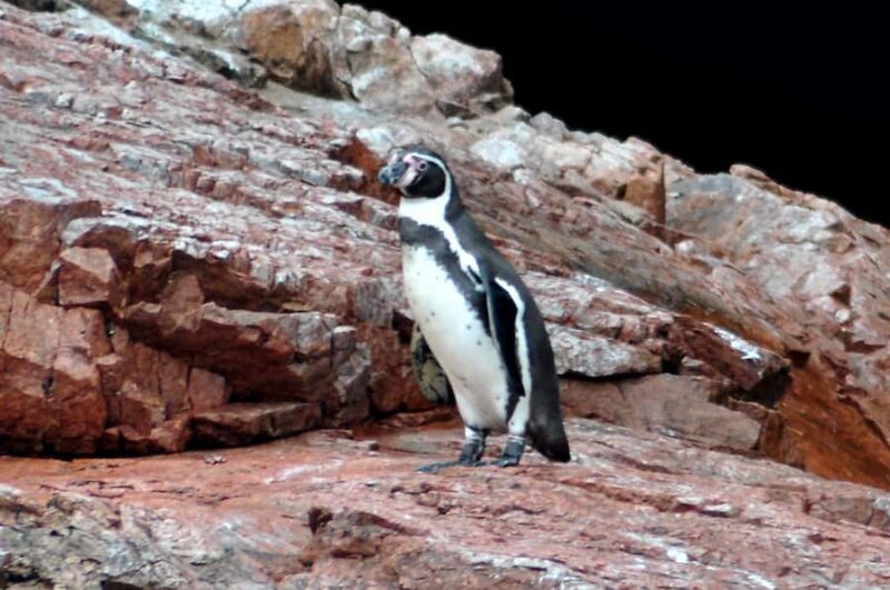 Ballestas Islands and Huacachina Oasis Half-Day Tour - Exploring the Itinerary in Detail