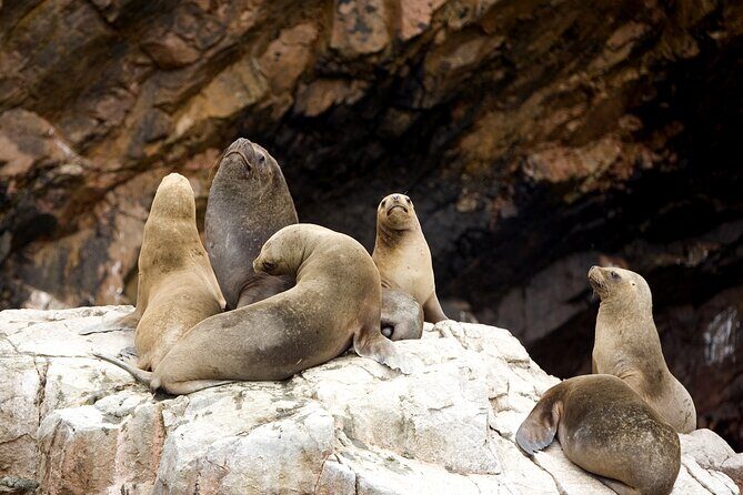 Ballestas Islands Boat Tour in Paracas - Exploring the Ballestas Islands Boat Tour in Paracas