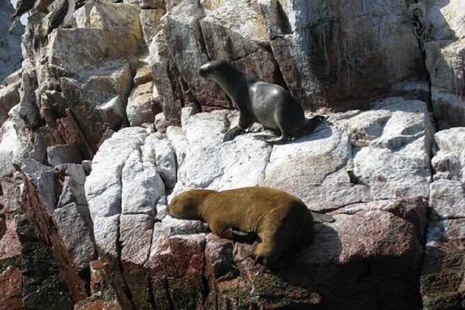 Ballestas Islands Boat Tour in Paracas - Key Points