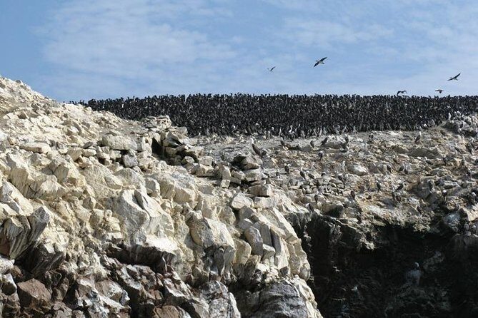 Ballestas Islands Boat Tour in Paracas - FAQ