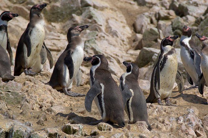 Ballestas Islands for Cruise Ship Passenger Paracas Harbour - Key Points