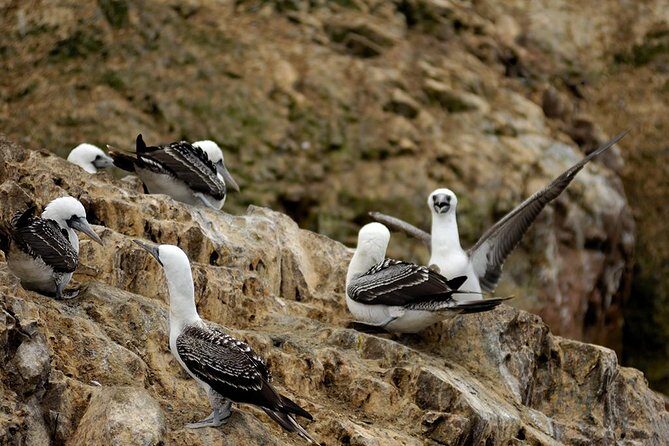 Ballestas Islands for Cruise Ship Passenger Paracas Harbour - FAQ