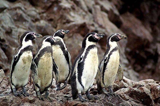 Ballestas Islands Group Tour from Paracas - A Detailed Look at the Tour