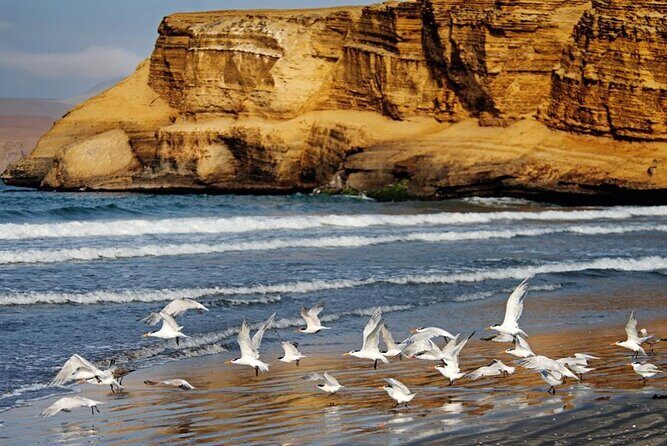 Ballestas Islands & National Reserve of Paracas from Ica - Frequently Asked Questions
