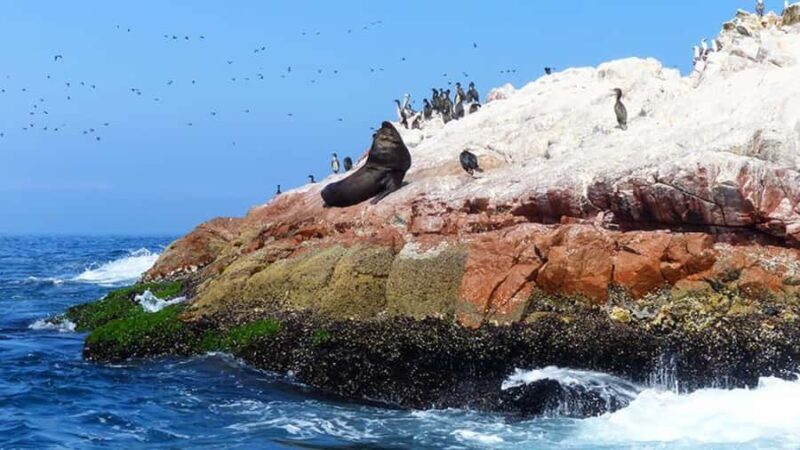 Ballestas Islands & Paracas National Reserve from Paracas - Final Words: Is It Worth It?