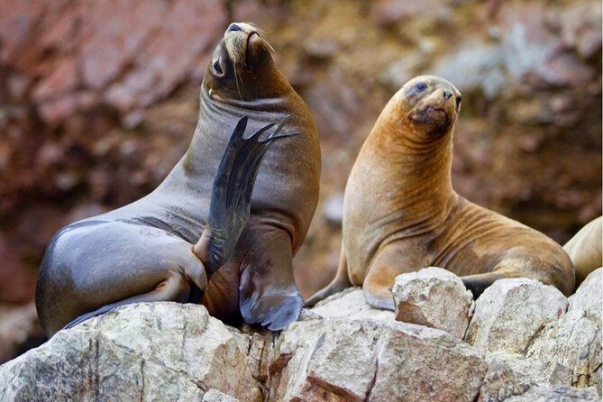 Ballestas Islands, Paracas Reserve & Skulls Museum Private Tour - A Deep Dive into the Experience