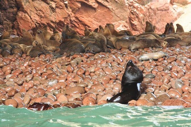 Ballestas Islands Sightseeing Boat Ride from Paracas - Exploring the Ballestas Islands on a Budget: A Travel Guide