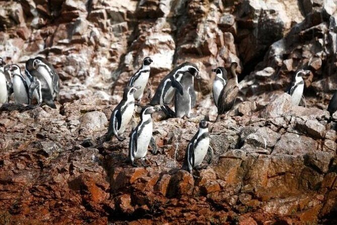 Ballestas Islands Sightseeing Boat Ride from Paracas - Key Points