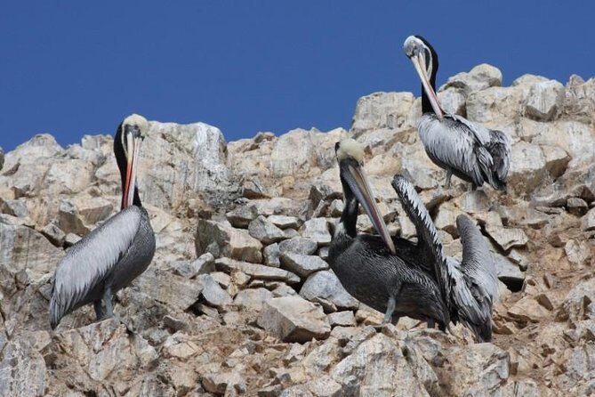 Ballestas Islands Sightseeing Boat Ride from Paracas - Practical Details and Tips
