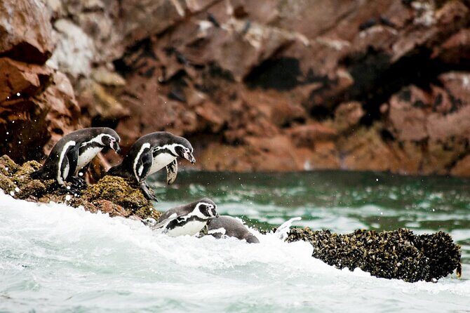Ballestas Islands Tour Boat with roof - Key Points