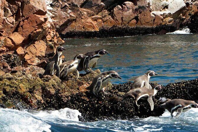 Ballestas Islands Tour from Puerto San Martin Cruise - Key Points