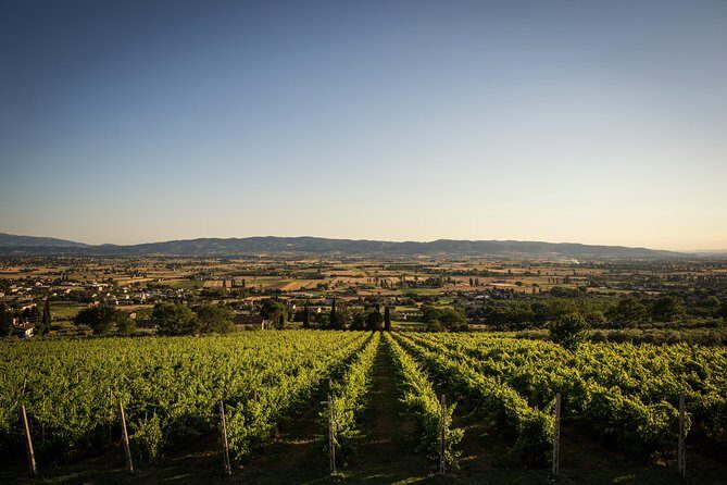Balsamic Vinegar, Olive oil and Organic Winery Tour in Assisi with tasting - Who Should Consider This Tour