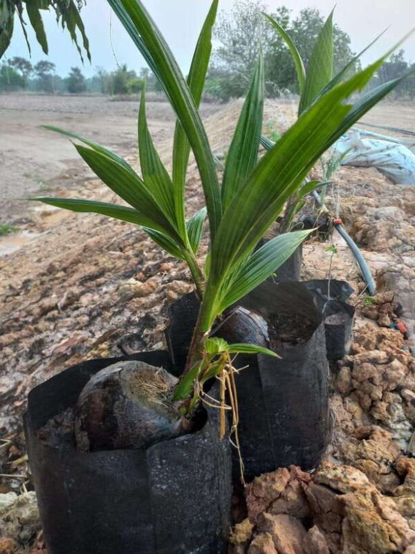 Ban Chik: Organic Farm Tour with Tasting - Key Points