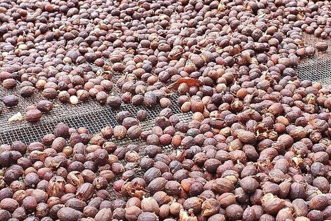 Banana Museum, Rum Distillery & Winery with Tasting: Premium tour - Final Words