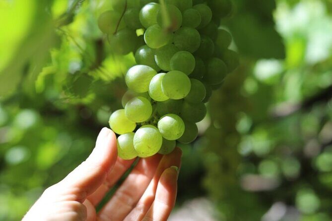 Banana Museum, Rum Distillery & Winery with Tasting: Premium tour - Frequently Asked Questions