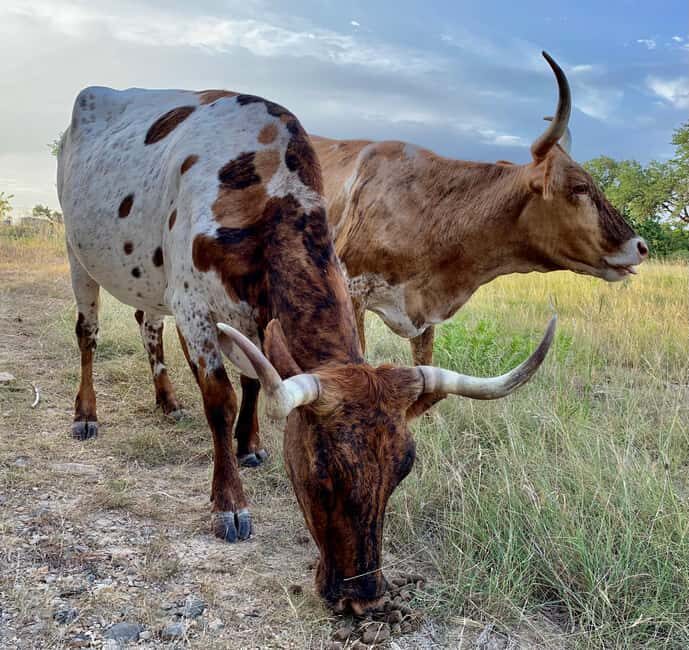 Bandera: Ranch Visit with Longhorns and Horses - What to Expect: A Closer Look at the Tour Itinerary