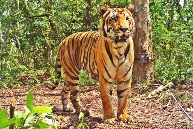 Bandipur Tiger Reserve with Somnathpur Temple Tour - Experience the Wild and the Cultural in Karnataka: Bandipur Tiger Reserve with Somnathpur Temple