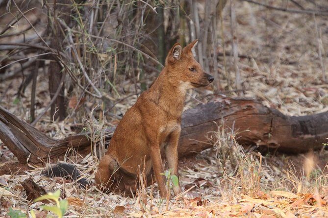 Bandipur Tiger Reserve with Somnathpur Temple Tour - An In-Depth Look at the Tour Experience