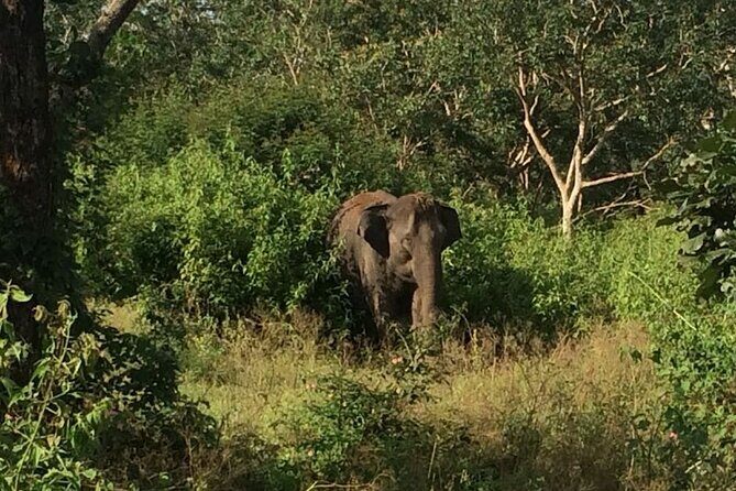 Bandipur wildlife and Mysore experience in 2 days from Bangalore - Exploring Bandipur and Mysore: A Deep Dive