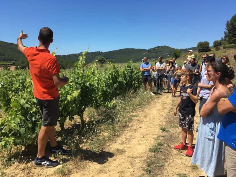 Bandol: family vineyard tour and tasting - Practical Tips for Visiting