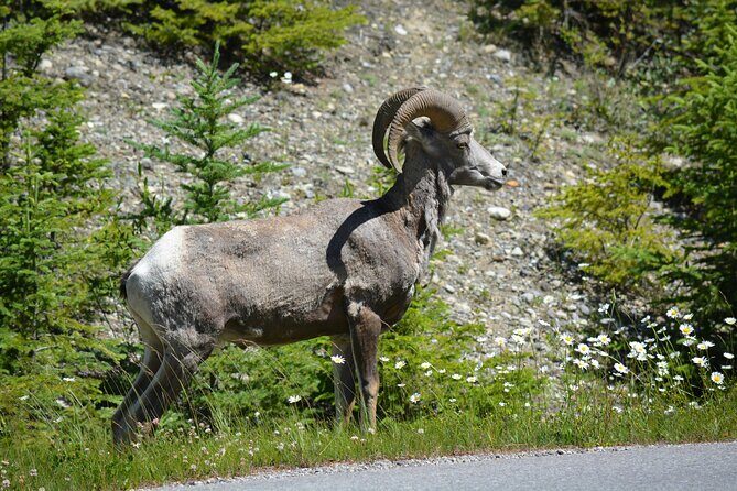 Banff: 4-Hour Evening Wildlife Viewing & Sunset Experience - A Deep Dive into the Banff Wildlife & Sunset Experience