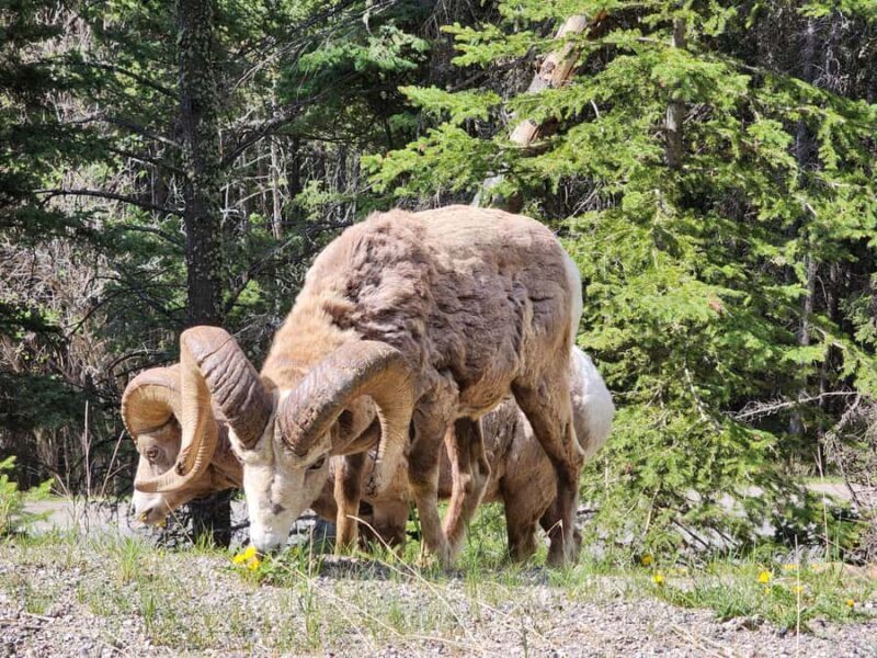Banff Canmore: Bear Country Wildlife Focused Guided Hikes - Key Points