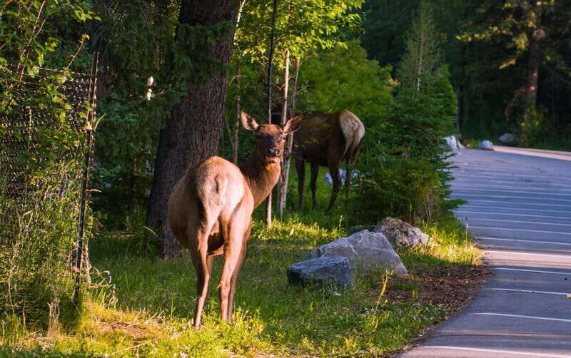 Banff/Canmore/Calgary: Moraine Lake and Lake Louise Guided - Experience the Canadian Rockies: Moraine Lake and Lake Louise Guided Tour