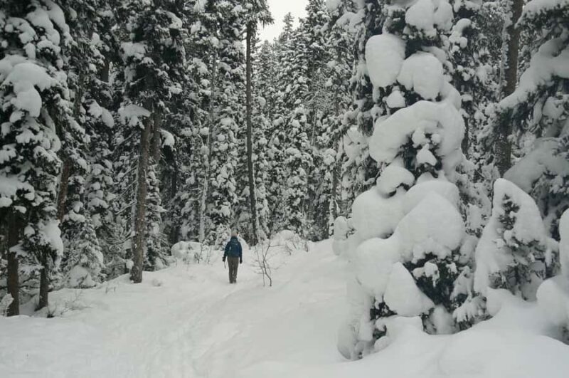 Banff Canmore: Wildlife Focused Guided Snowshoeing Adventure - Why This Tour Is a Great Value