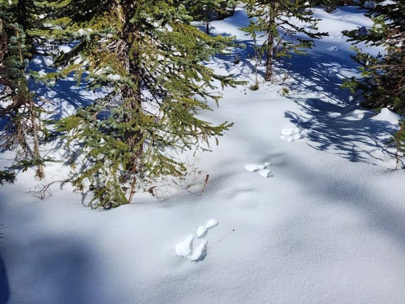 Banff Canmore: Wildlife Focused Guided Snowshoeing Adventure - Who Will Love This Experience?
