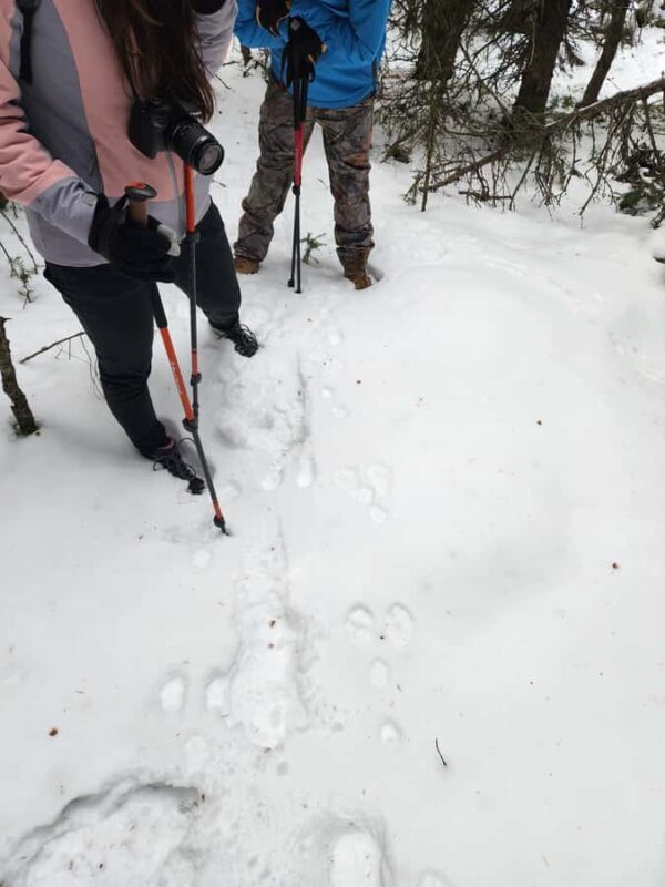 Banff Canmore: Wildlife Focused Guided Snowshoeing Adventure - FAQ