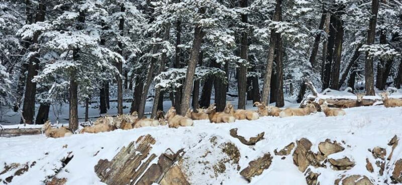 Banff: Chickadee Valley Snowshoe & Marble Canyon Walk - Key Points