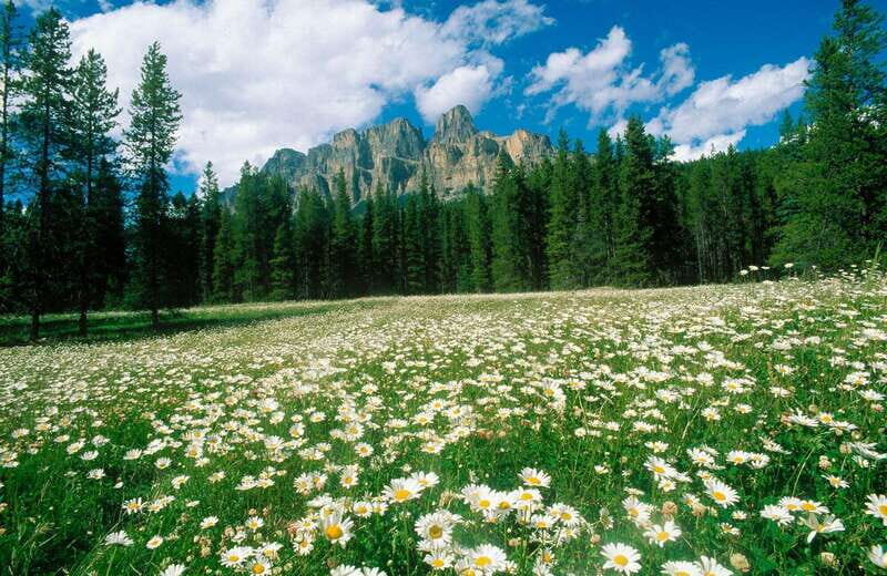 Banff: Edible and Medicinal Plants Nature Walk - Why This Tour Offers Good Value