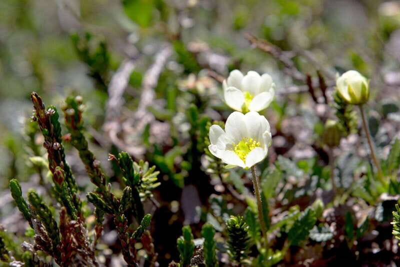 Banff: Edible and Medicinal Plants Nature Walk - FAQs
