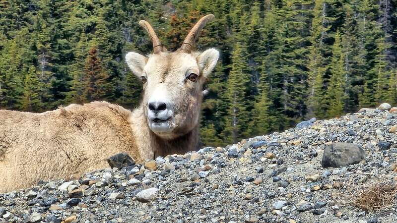 Banff: Evening Wildlife Safari Guided Tour - Key Points