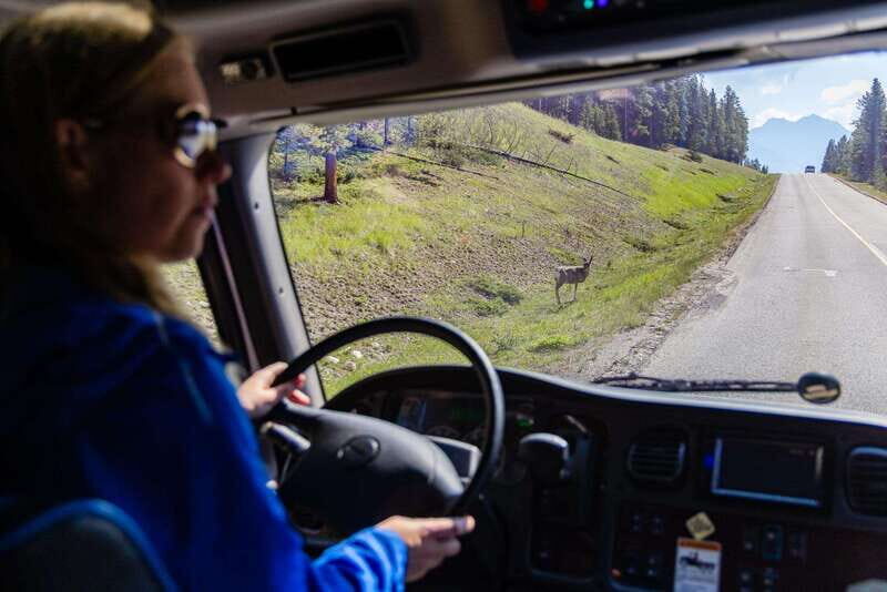 Banff: Evening Wildlife Safari Guided Tour - An In-Depth Look at the Banff Evening Wildlife Safari
