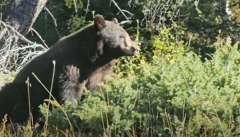 Banff: Evening Wildlife Safari Guided Tour - FAQ