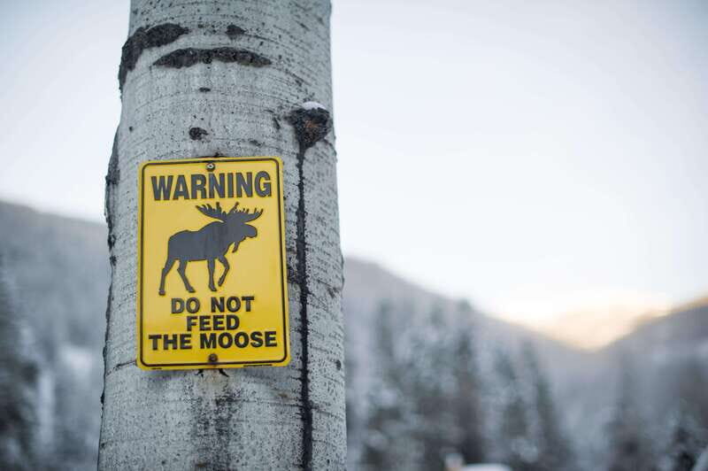 Banff: Explore Winter Nature Walk - Ice Cleats Included 2H - Key Points