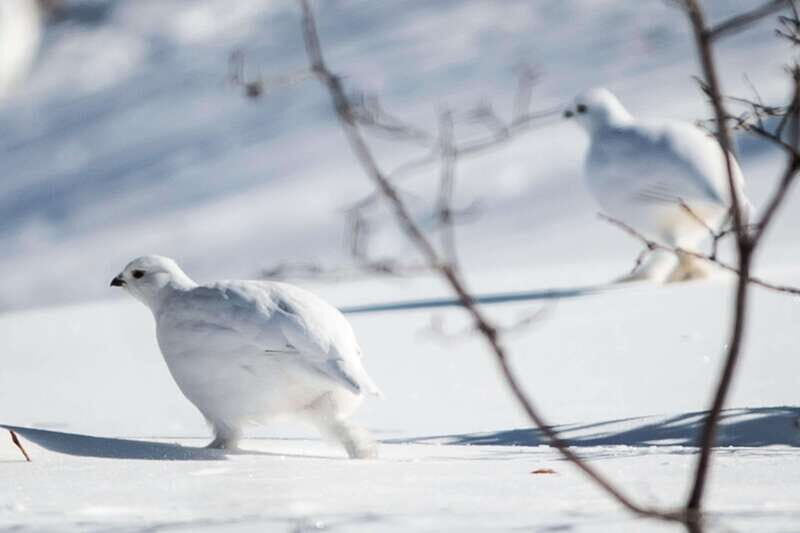 Banff: Explore Winter Nature Walk - Ice Cleats Included 2H - What to Expect on Your Winter Nature Walk