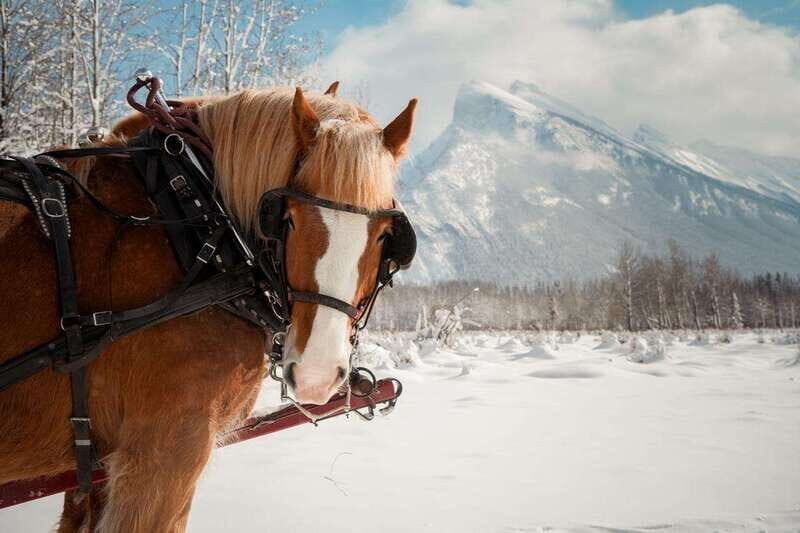 Banff: Family Friendly Horse-Drawn Sleigh Ride - Banff: Family Friendly Horse-Drawn Sleigh Ride