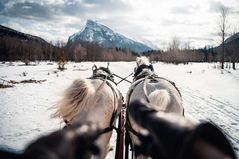 Banff: Family Friendly Horse-Drawn Sleigh Ride - The Sum Up