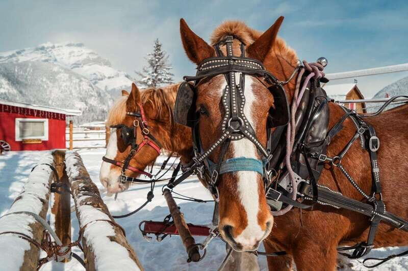 Banff: Family Friendly Horse-Drawn Sleigh Ride - Frequently Asked Questions