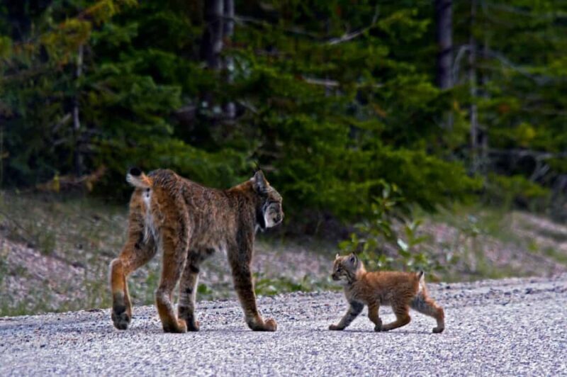 Banff: Full Day Guided Sightseeing, Lakes and Nature Tour - FAQ: Your Questions Answered