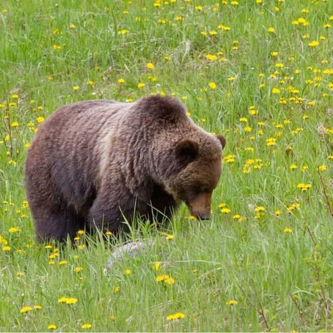 Banff Gondola, Lake Louise, Emerald, Minnewanka & Banff Town - FAQ