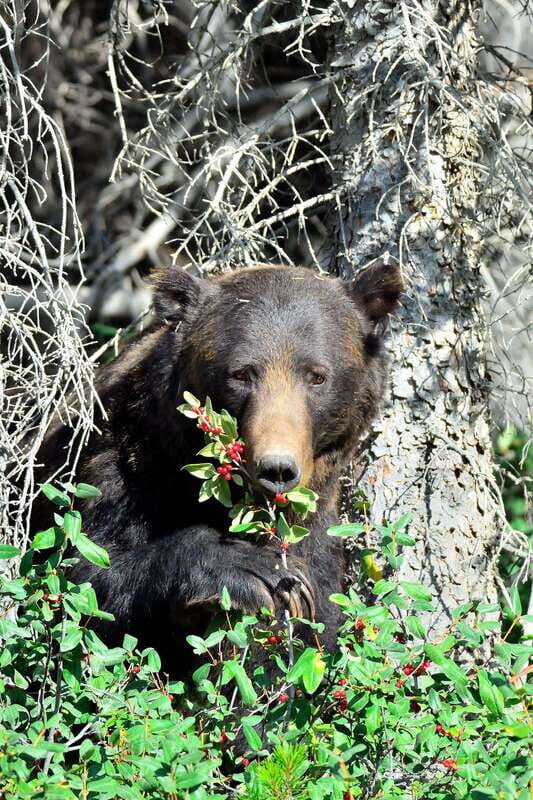 Banff: Guided Nature Walk with Bear Country Safety Tips - An In-Depth Look at the Tour in Banff