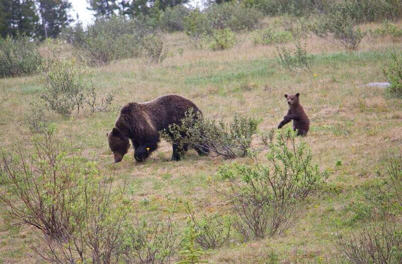 Banff: Guided Nature Walk with Bear Country Safety Tips - Who Will Appreciate This Tour?