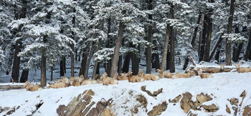 Banff: Johnston Canyon, Marble Canyon, & Lake Louise Tour - Authentic Experiences and Traveler Insights